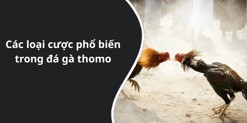 Các loại cược phổ biến trong đá gà thomo