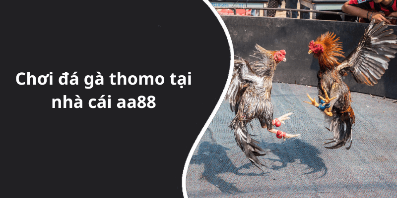 Chơi đá gà thomo tại nhà cái aa88