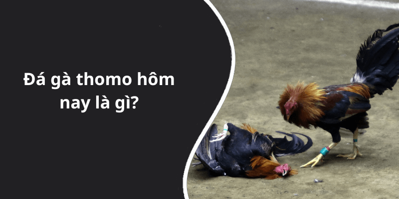 Đá gà thomo hôm nay là gì