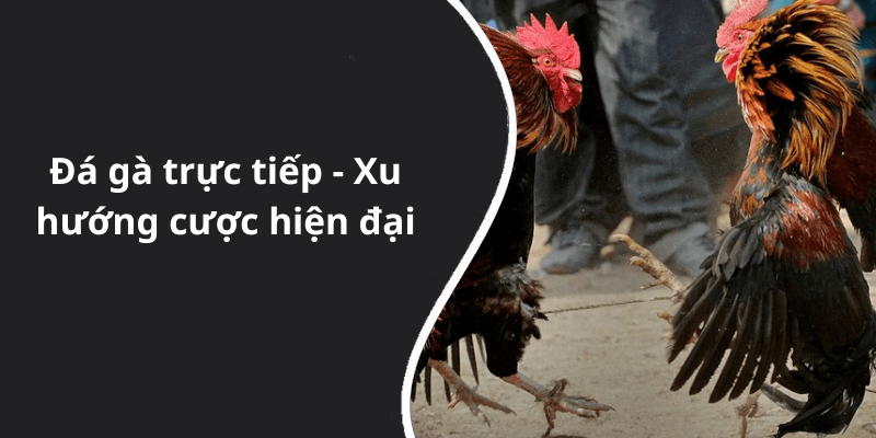 Đá gà trực tiếp - Xu hướng cược hiện đại