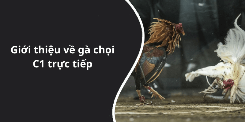 Giới thiệu về gà chọi C1 trực tiếp