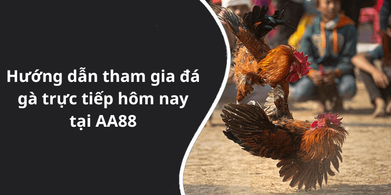 Hướng dẫn tham gia đá gà trực tiếp hôm nay tại AA88