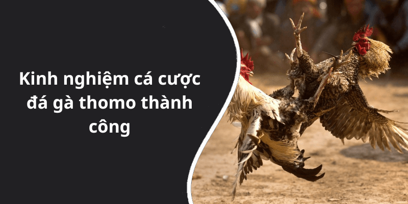 Kinh nghiệm cá cược đá gà thomo thành công
