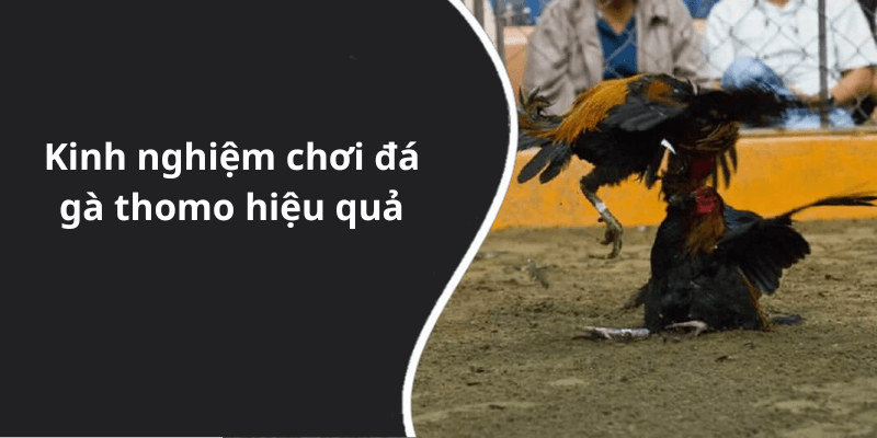 Kinh nghiệm chơi đá gà thomo hiệu quả