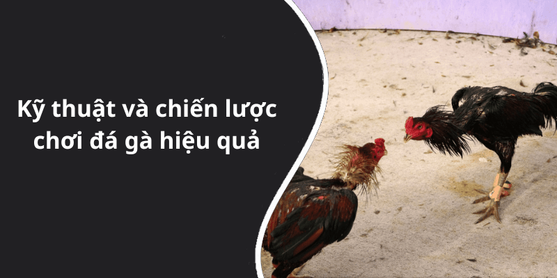 Kỹ thuật và chiến lược chơi đá gà hiệu quả