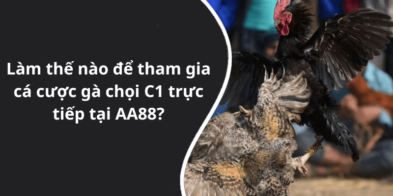 Làm thế nào để tham gia cá cược gà chọi C1 trực tiếp tại AA88