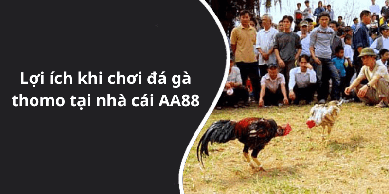 Lợi ích khi chơi đá gà thomo tại nhà cái AA88