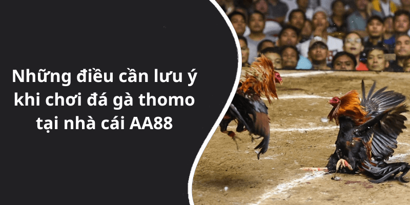 Những điều cần lưu ý khi chơi đá gà thomo tại nhà cái AA88