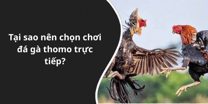 Tại sao nên chọn chơi đá gà thomo trực tiếp