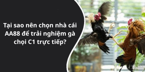 Tại sao nên chọn nhà cái AA88 để trải nghiệm gà chọi C1 trực tiếp