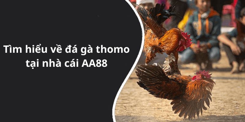 Tìm hiểu về đá gà thomo tại nhà cái AA88