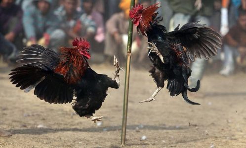 Tìm Hiểu Về Các Loại Cược Trong Đá Gà v