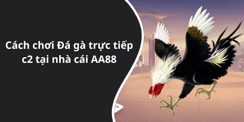 Cách chơi Đá gà trực tiếp c2 tại nhà cái AA88