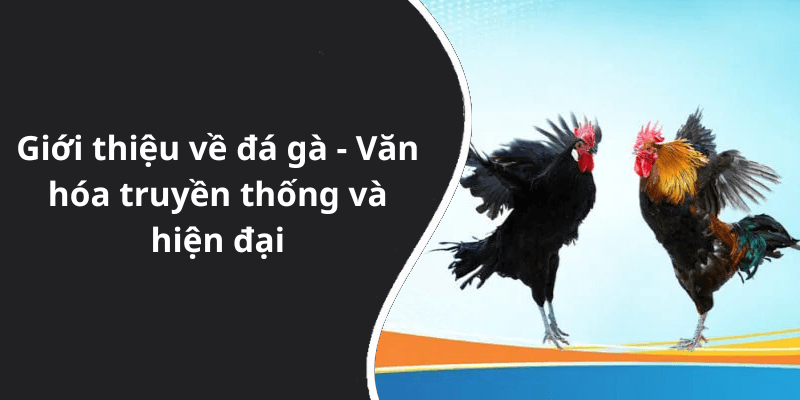 Giới thiệu về đá gà - Văn hóa truyền thống và hiện đại