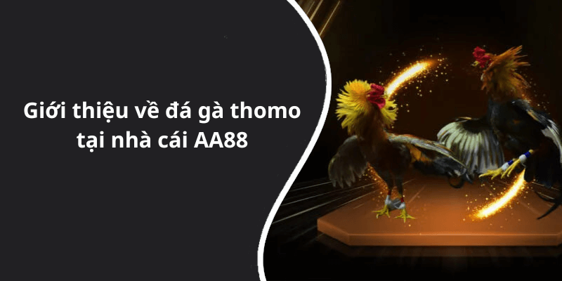 Giới thiệu về đá gà thomo tại nhà cái AA88