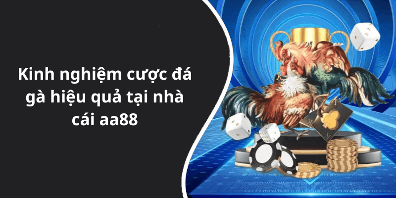 Kinh nghiệm cược đá gà hiệu quả tại nhà cái aa88