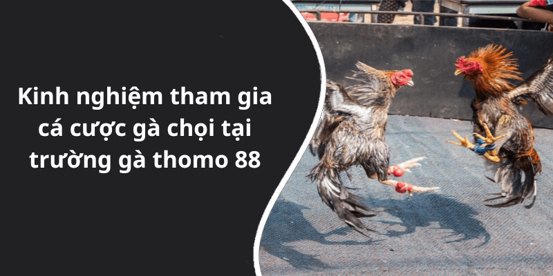 Kinh nghiệm tham gia cá cược gà chọi tại trường gà thomo 88