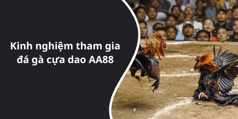Kinh nghiệm tham gia đá gà cựa dao AA88