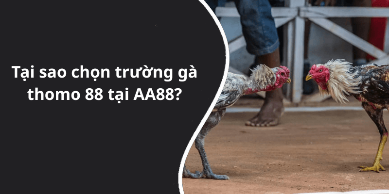 Tại sao chọn trường gà thomo 88 tại AA88
