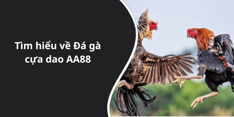 Tìm hiểu về Đá gà cựa dao AA88