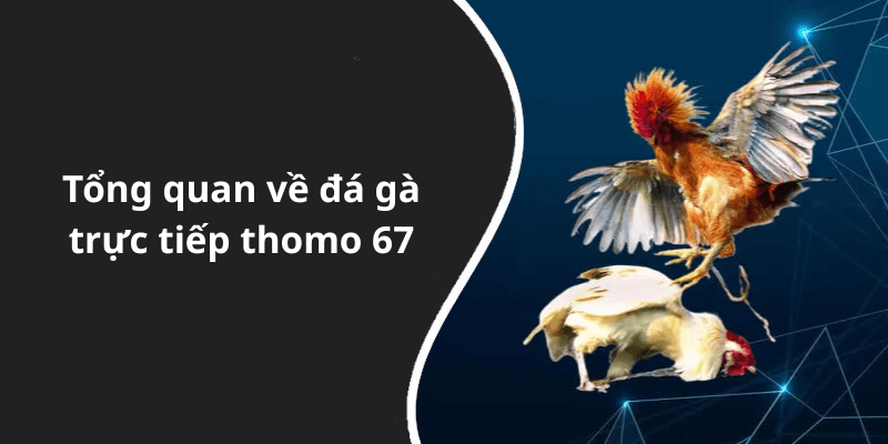 Tổng quan về đá gà trực tiếp thomo 67