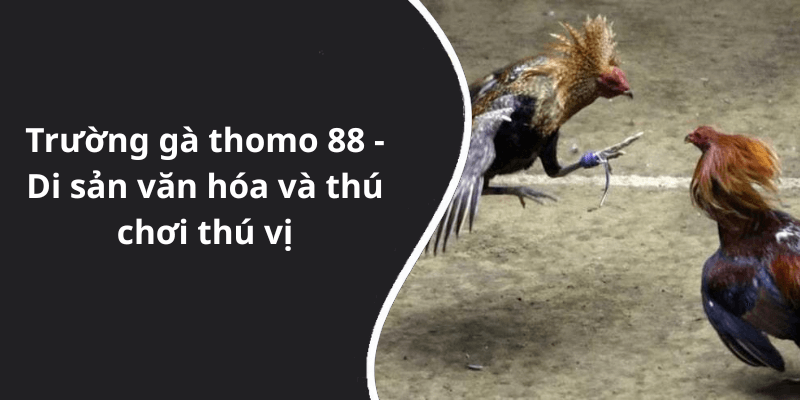 Trường gà thomo 88 - Di sản văn hóa và thú chơi thú vị